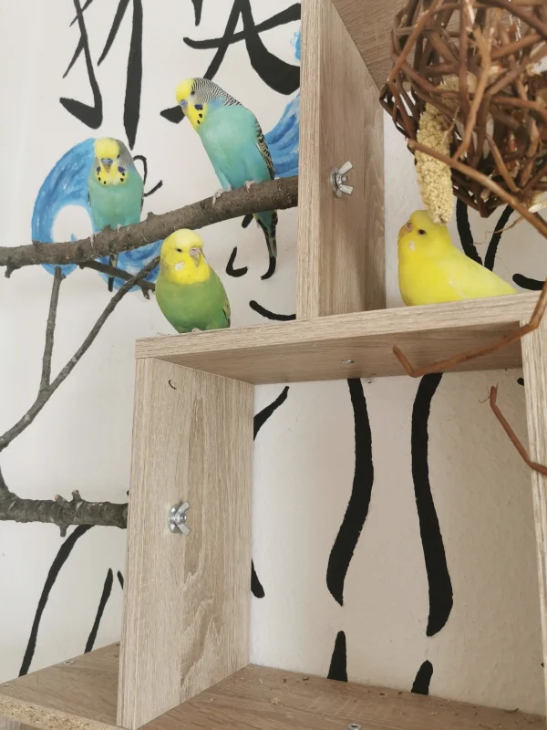 Wellensittich-Bild: Ich liebe es ihnen zuzusehen :)