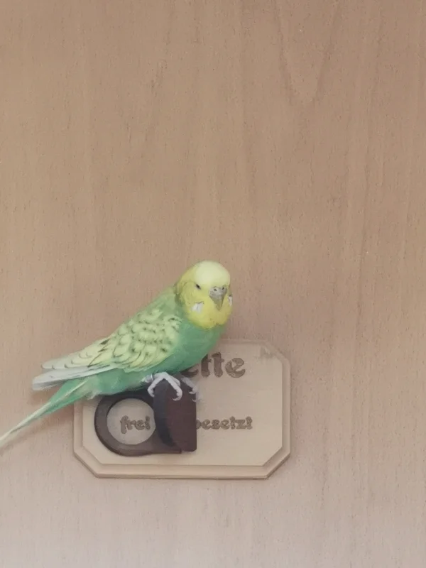 Wellensittich-Bild: Wenn Piper da so sitzt kamen wir nicht umhin zu sehen, wie hübsch sie doch ist :) 