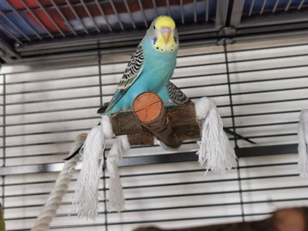 Wellensittich-Bild: Willkommen in unserer Familie Maxi :) Komme gut bei uns an und sie dir alles genau an :)