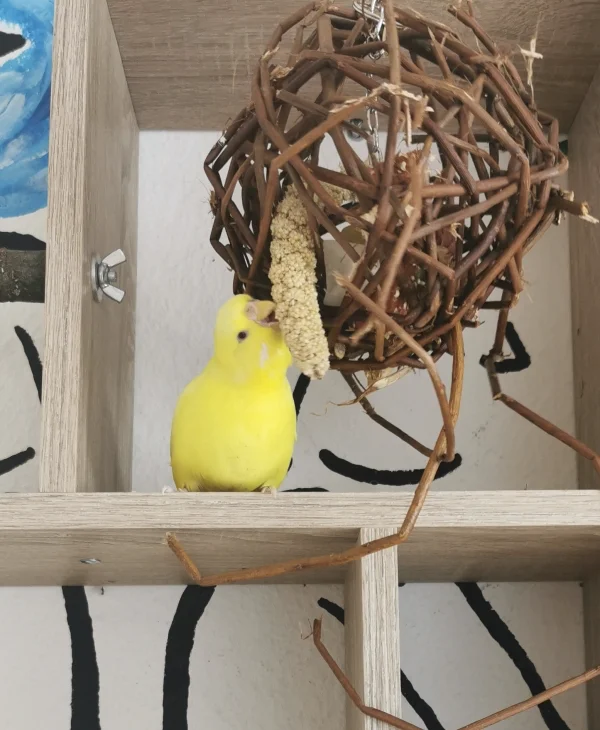 Wellensittich-Bild: Na Sunny :) Schmeckt die Hirse? 
