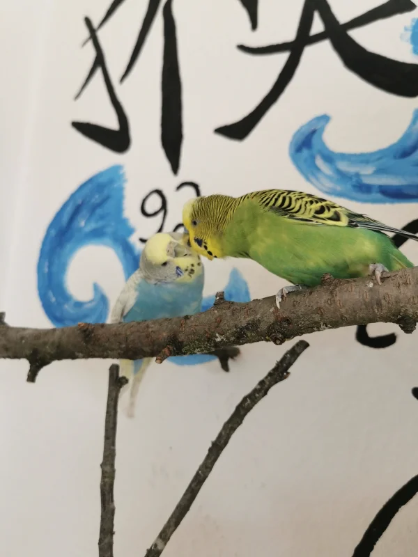 Wellensittich-Bild: Was gibt es schöneres, als sich von seinem Partner kraulen zu lassen? :) 
