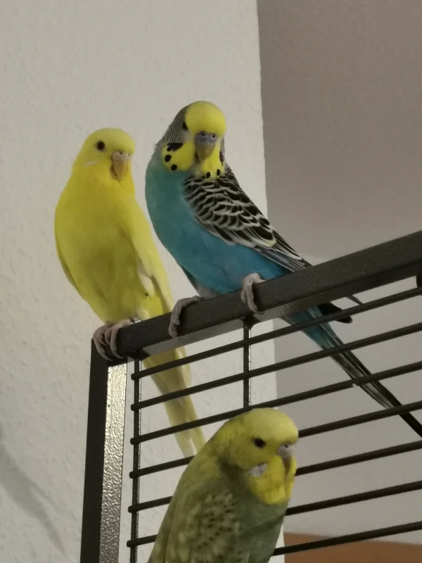 Wellensittich-Bild: Malu mit seiner Gefährtin Sunny (Lutino) und Piper (unten) :)