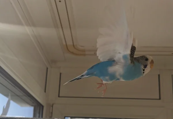 Wellensittich-Bild: Fliegen ist so schön :) Da sie es früher von ihren Vorbesitzern nicht konnte,durfte, geniest sie es jetzt umso mehr :) 