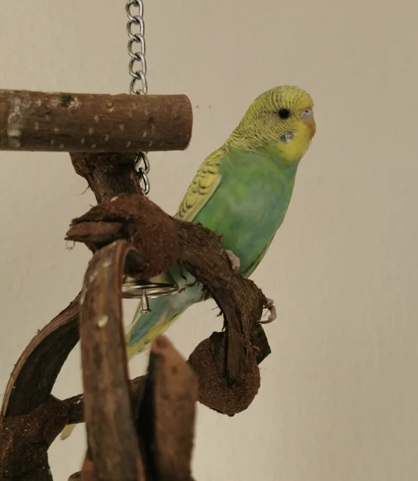 Wellensittich-Bild: So viel zum spielen und schreddern. Aya kommt aus dem staunen nicht mehr raus und freut sich jeden Tag wieder :) 