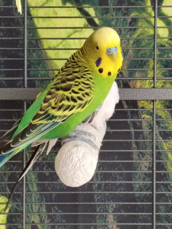 Wellensittich-Bild: Mein Spatz :) 
