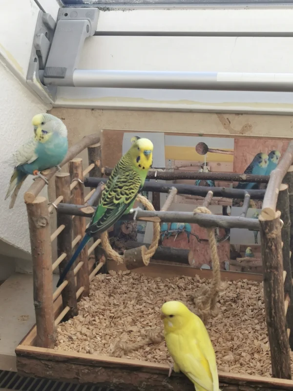 Wellensittich-Bild: Zusammen auf dem Spielplatz :) 
