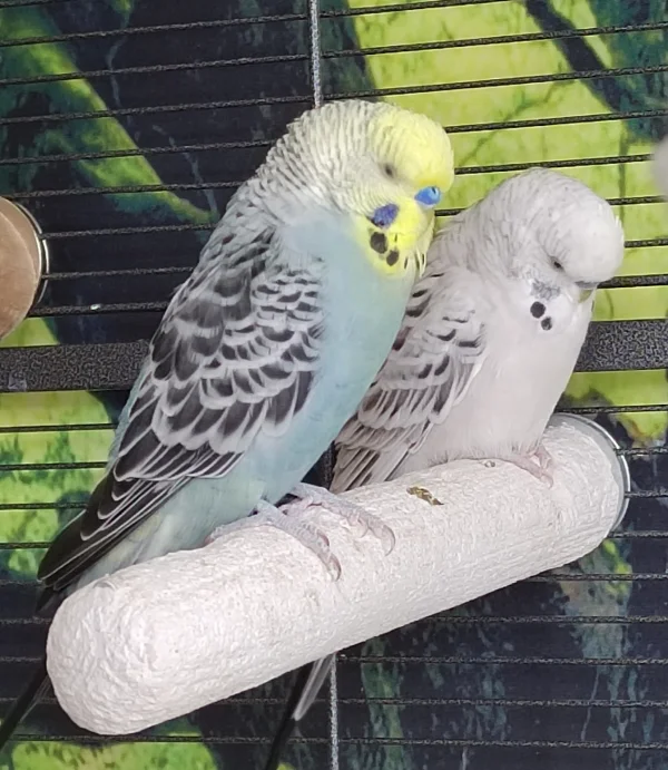 Wellensittich-Bild: Monty ist ja noch nicht lange bei uns, aber Er scheint sich sehr gut mit Loki zu verstehen. Die beiden sind oft zusammen und dösen :) 