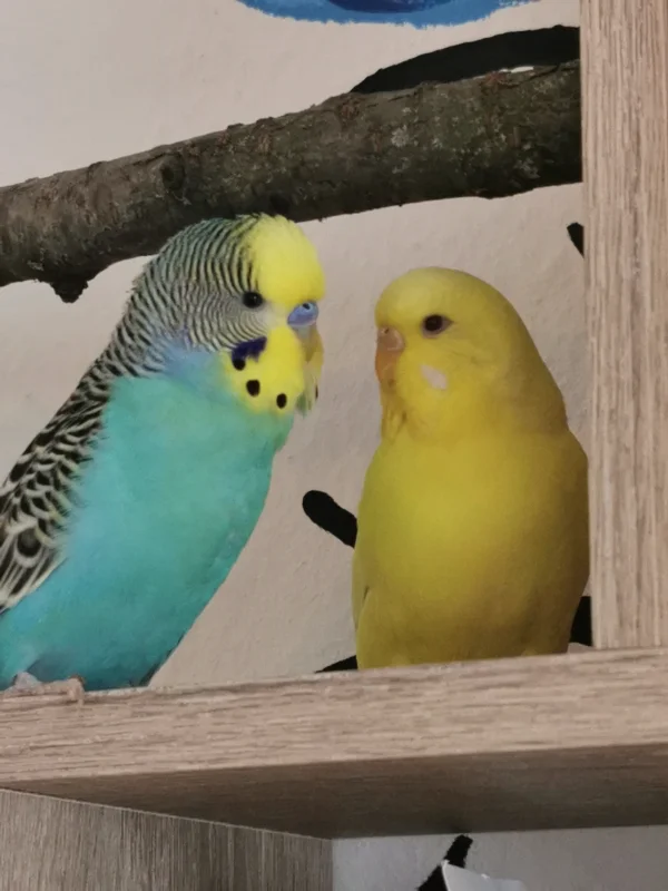 Wellensittich-Bild: Die beiden frisch vermählten turteln den ganzen Tag zusammen rum und können kaum voneinander lassen :) 