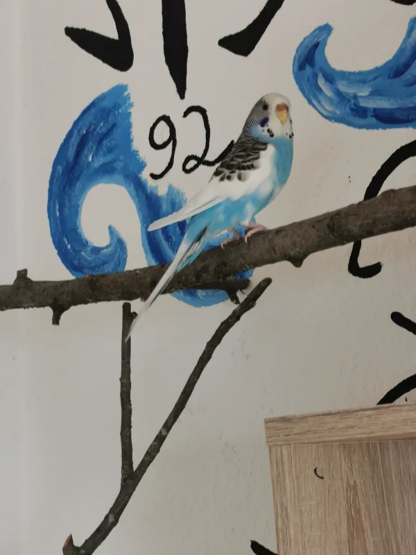 Wellensittich-Bild: Grade entlassen aus der Quarantäne, wird das neue Zuhause erstmal in Augenschein genommen :) Na Feh, gibt es auch genug Freispielplätze? 