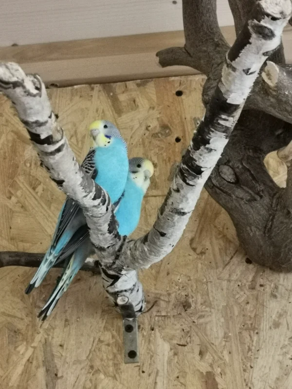 Wellensittich-Bild: Unsere Neuzugänge :) 
Die beiden Sehen wirklich exakt gleich aus, bis auf einen Weißen Fleck auf dem Kopf von Maxi. Wir haben sie sehr lieb und heißen sie herzlich Willkommen in unserer Familie :) 