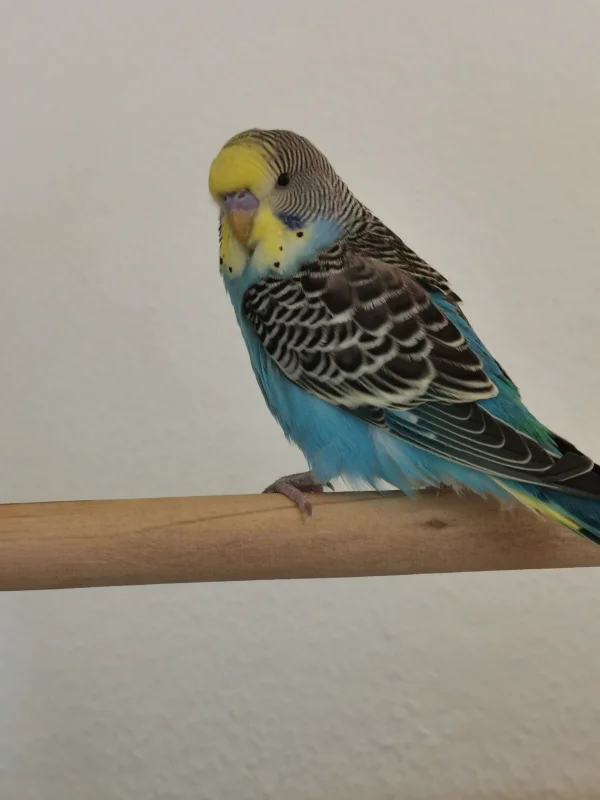 Wellensittich-Bild: Unser hübscher Neuzugang Malu :) 