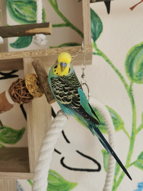 Wellensittich-Bild: Unsere Zwillinge Maxi und Malu finden es immer sehr interessant, wenn ich mit dem Handy Fotos mache :) so entstehen von Ihnen echt super Bilder :) 
