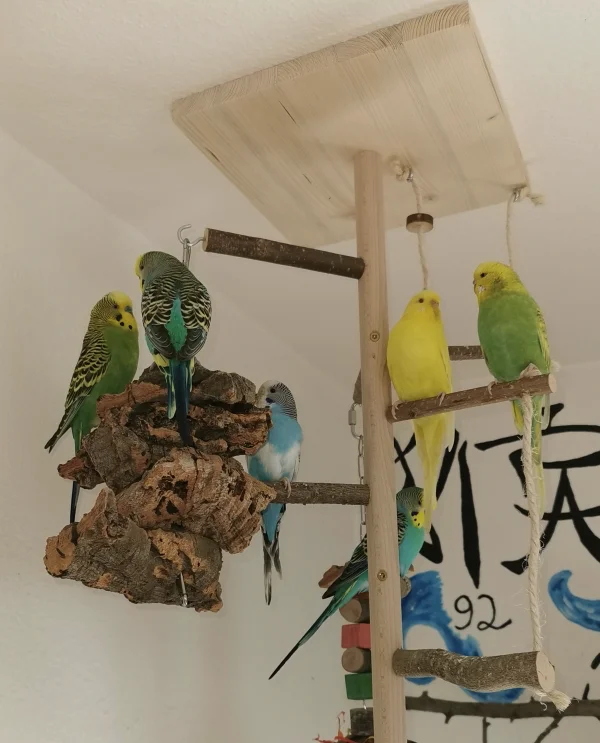 Wellensittich-Bild: Von links nach rechts: Auf der Kork-Kette Lemon und Maxi, daneben Feh, oben auf dem Ast Sunny und Piper, darunter Malu :) unsere hübschen Vielflieger :) 