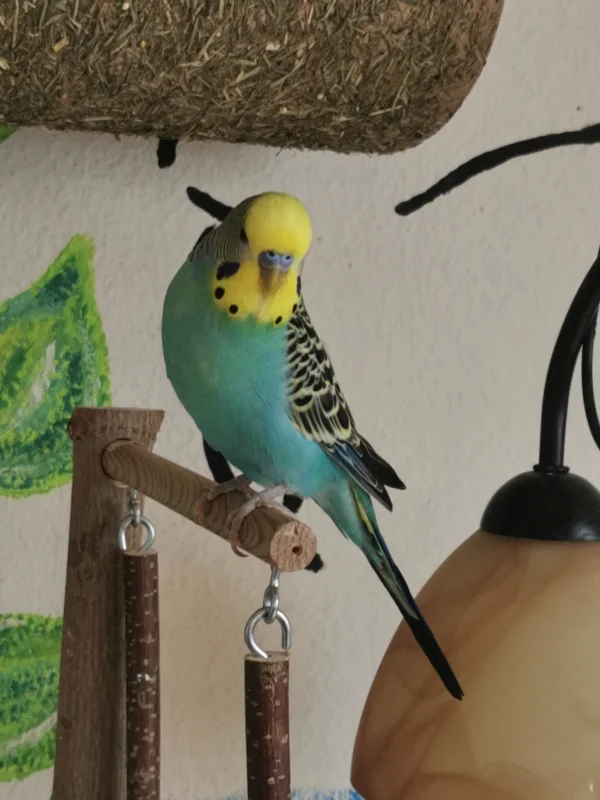 Wellensittich-Bild: Da ist aber einer grade sehr von sich überzeugt :) 