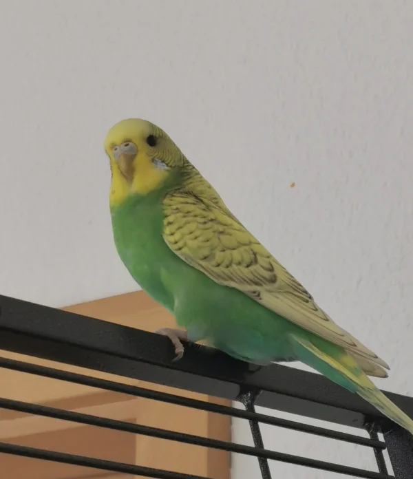 Wellensittich-Bild: Tja als sie zu uns kam war sie noch klein und schüchtern - jetzt ist sie gewachsen und schaut umwerfend aus :) Das weiß sie auch selber ;)