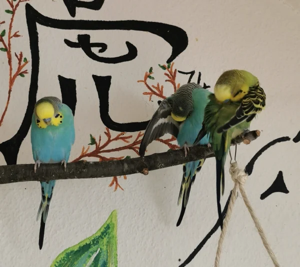 Wellensittich-Bild: Der Stammtisch sitzt beisammen und putzt sich .. Hähne unter sich :)