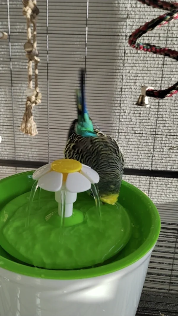 Wellensittich-Bild: Während sein Zwillingsbruder Maxi eher wasserscheu ist, wäscht Malu ausgiebig sein hübsches Köpfchen :) 