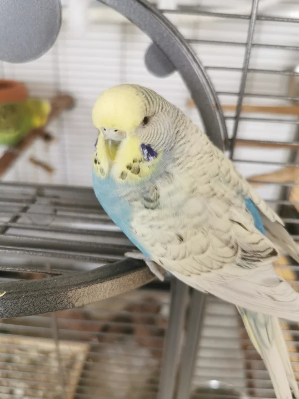 Wellensittich-Bild: Unser hübsches Sorgenkind Bella :) Wir haben sie unheimlich lieb 