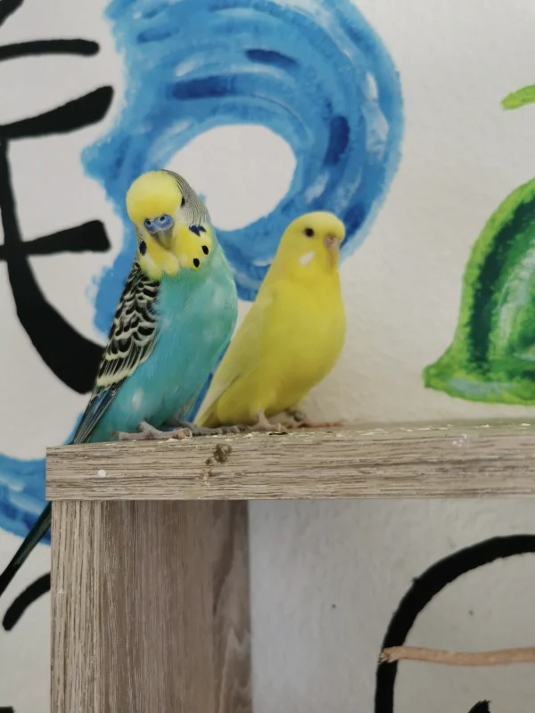 Wellensittich-Bild: Ja, Malu und Sunny sind wirklich ein sehr hübsches Paar und unzertrennlich :) 