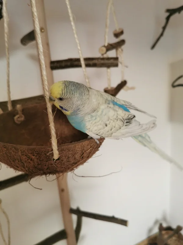 Wellensittich-Bild: Uii was ist denn das? Eine Kokosnuss-Schaukel :)
Bella probiert sie gleich mal aus, was uns sehr stolz macht, muss man doch bedenken, dass sie vor einem Jahr kaum fliegen konnte und nun umherfliegt wie ein Profi - und schaukelt :) 