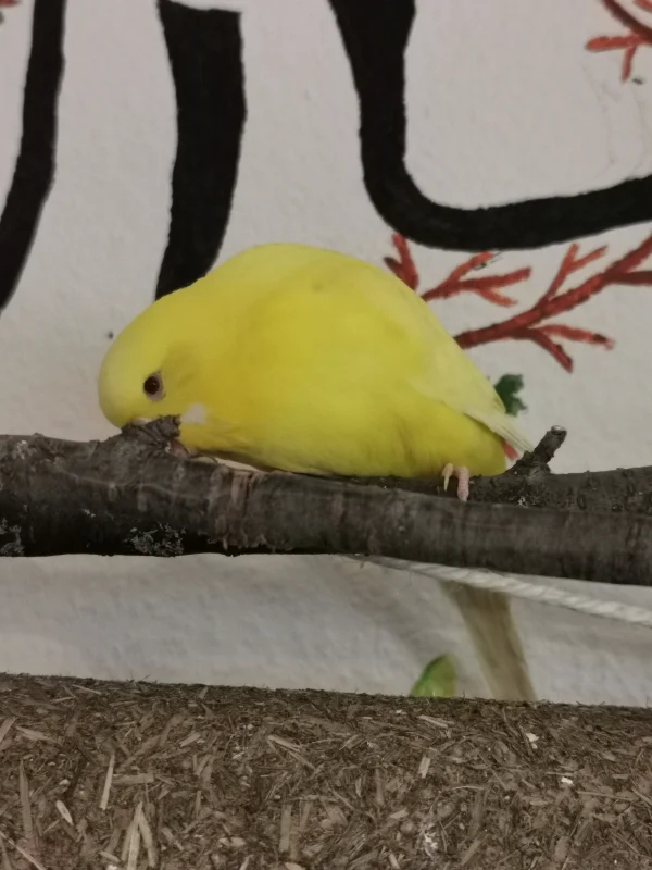 Wellensittich-Bild: Da die Felo ja immer so schöne Äste zur Verfügung stellt, müssen diese ja dann auch bearbeitet werden :) Sunny ist auch sehr konzentriert bei der Sache.