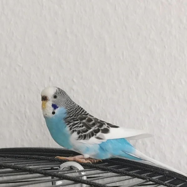 Wellensittich-Bild: Seid Sie letztes Jahr zu uns kam, hat sie sich so schön entwickelt :) 