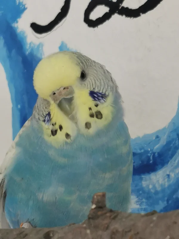 Wellensittich-Bild: Trotz Mauser bist du immer unsere kleine, hübsche Hummel :) 
Wunderschön unsere Bella :)