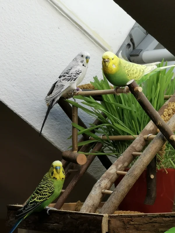 Wellensittich-Bild: Loki hat sich gut in den Schwarm eingefügt und ist häufig mit Lemon und Piper unterwegs :) 