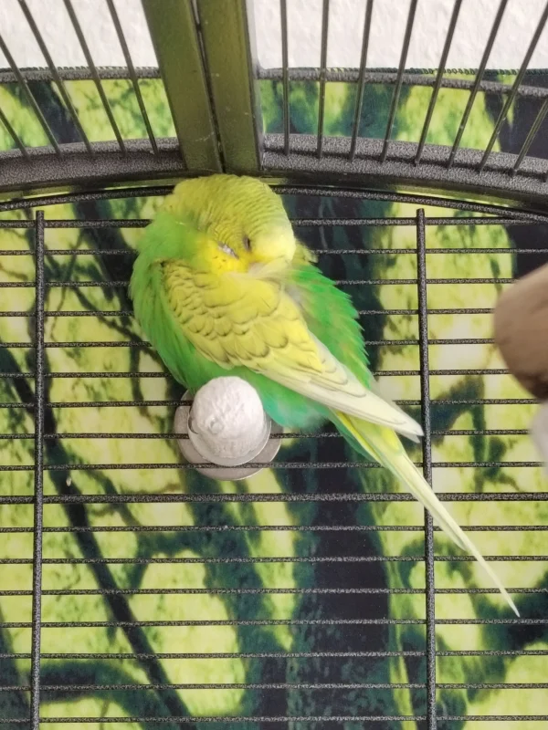 Wellensittich-Bild: Jeden Tag, zwischen 13 und 14 Uhr, macht Aya ihr Mittagsschläfchen :) Der Schönheitsschlaf ist eben wichtig :) 