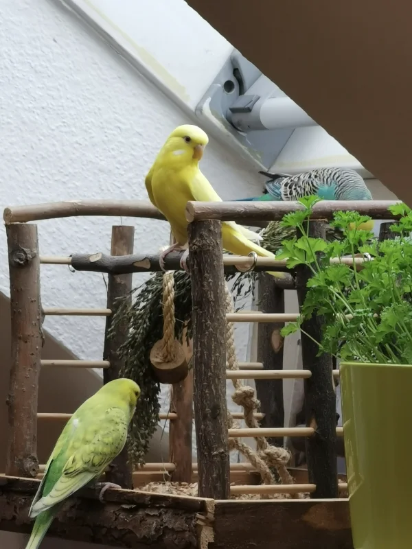 Wellensittich-Bild: Sunny hat immer eine so schöne Haltung :) Kleine Prinzessin :) 