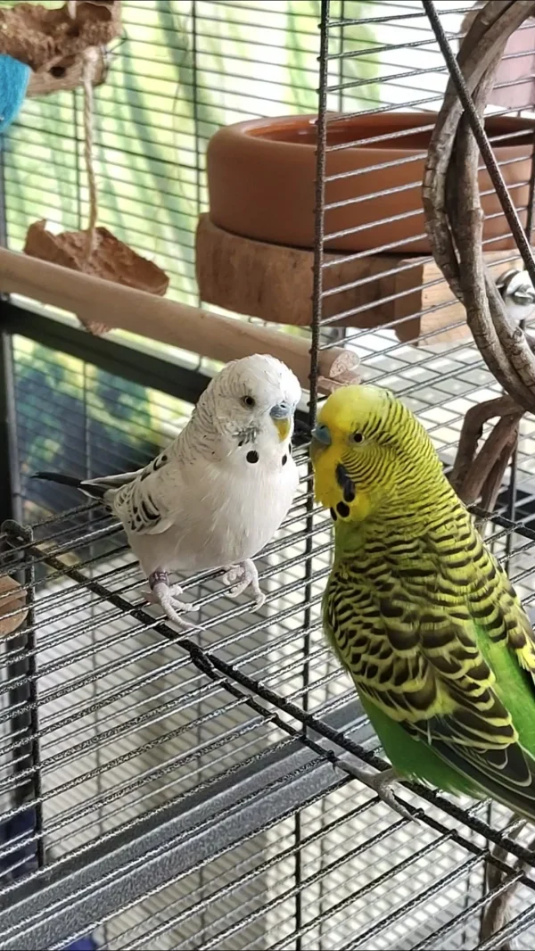 Wellensittich-Bild: Loki und Lemon sind Unzertrennlich. Wo der eine ist, ist der andere nicht weit :) 