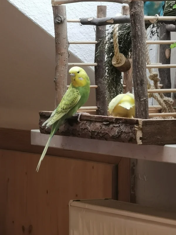 Wellensittich-Bild: Piper ist, anders als Sunny, recht schüchtern. Da ist es umso schöner zu sehen, wie sie sich mal mutig alles neue Anschaut. Und siehe da - ein toller Spielplatz wurde entdeckt! :)
