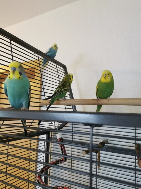 Wellensittich-Bild: Morgens, halb 10 in Deutschland.. Ne nicht ganz. Morgens, nach dem Frühstück, um 8:00 Uhr. Die Voliere geht auch und Sunny ist mit Malu schon weg. Der Rest (hier ersichtlich) noch leicht verpennt wartet erstmal noch. Immer dieses frühe aufstehen.. :) 
