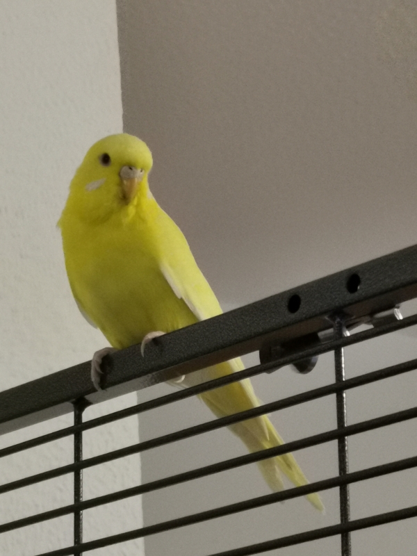 Sunny