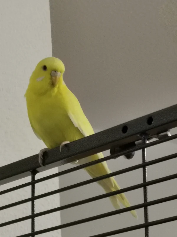Wellensittich-Bild: Sunny ist die Freundin von unserem Malu geworden =) 
Willkommen im Schwarm liebe Sunny 