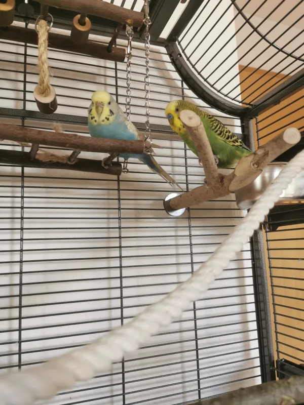 Wellensittich-Bild: Eine neue Hängebrücke - Juhuu :)
Die wird von Bella sofort in Beschlag genommen und getestet :)