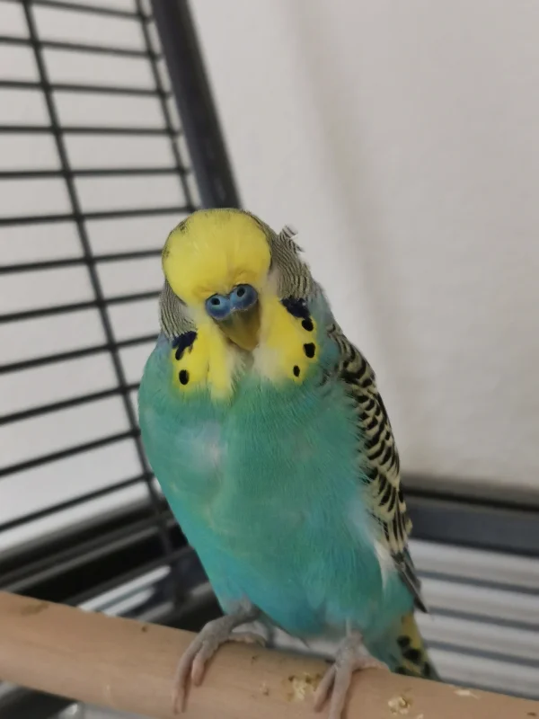 Wellensittich-Bild: Malu ist im Moment echt schlecht drauf.. aber die Mauser kann auch echt anstrengend sein! Wie es uns da wohl gehen würde.. 
Ich hab dich trotzdem lieb, mein kleiner Knuddel :)