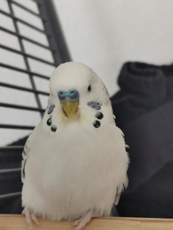 Wellensittich-Bild: Unser kleiner Loki ist wirklich ein Schatz - überhaupt nicht ängstlich und einfach zum Knutschen :) 