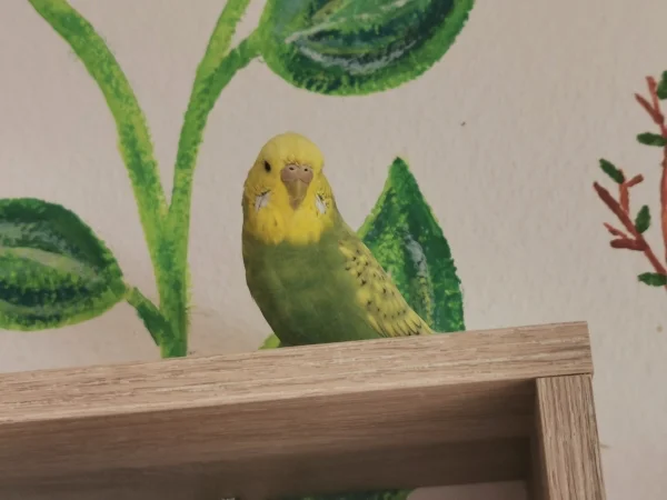 Wellensittich-Bild: Wenn einer bei uns das sagen im Schwarm hat, dann ist es Piper. Wunderschön aber sehr streng, sorgt sie für Ordnung im Schwarm. Kleine Alpha-Henne :) 