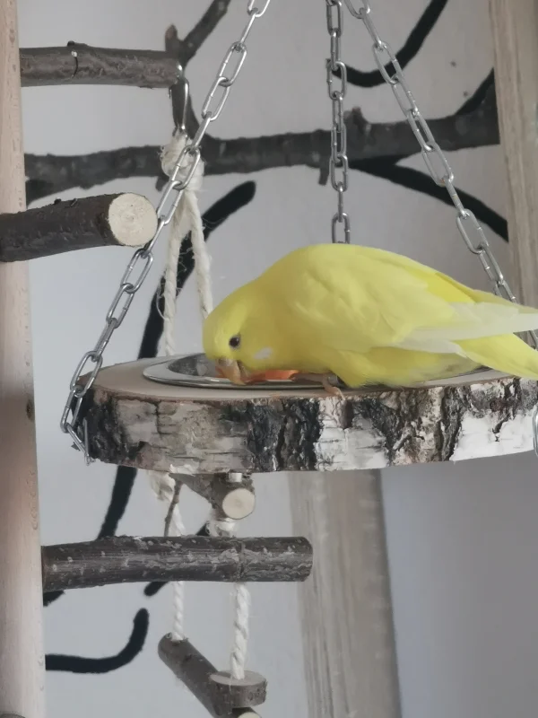 Wellensittich-Bild: Karotte ist schon was feines. Alle unsere Wellis lieben Karotten aber Sunny am meisten. Da sie hinterher immer ein wenig orange ausschaut, nennen wir sie auch liebevoll unser Möhrchen :)