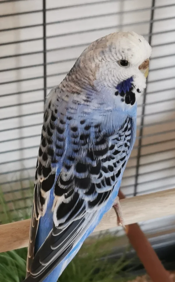 Wellensittich-Bild: Unsere kleine Blue, 15 Wochen alt 