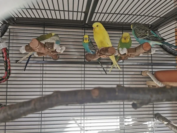 Wellensittich-Bild: Endlich hat jeder seinen Partner: 
Lemon und Bella 
Maxi und Piper 
Sunny und Malu 
=) Wir freuen uns 