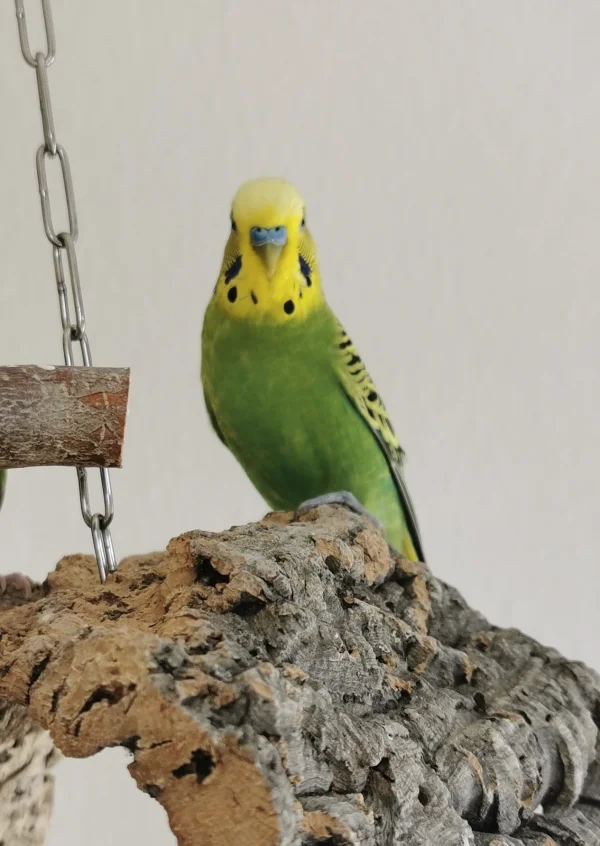 Wellensittich-Bild: Unser hübscher, kleiner Kerl :) Er hat einen ganz besonderen Platz in unseren Herzen,denn er ist unser Erster :) 