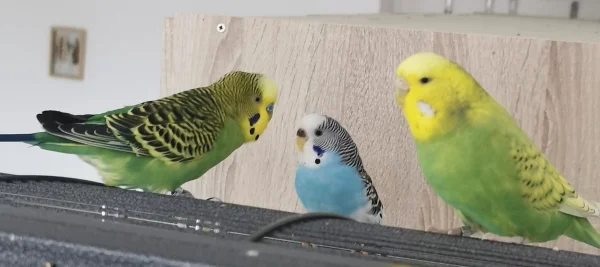 Wellensittich-Bild: Von links nach rechts: Lemon, Feh und Piper. Lemons Henne ist eigentlich Piper aber immer öfter ist Feh mit von der Partie. Ob Piper das noch lange duldet? 