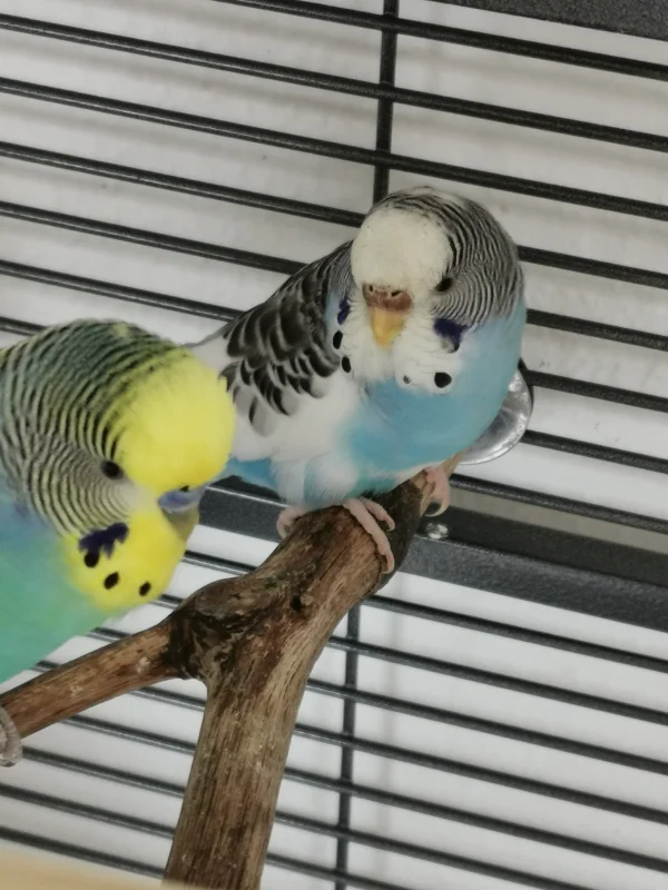 Wellensittich-Bild: Eigentlich ist Maxi der Partner von Piper aber es schadet ja nicht der kleinen Feh mal was vorzusingen :) Wie sie das sieht ist schwer zu sagen :D