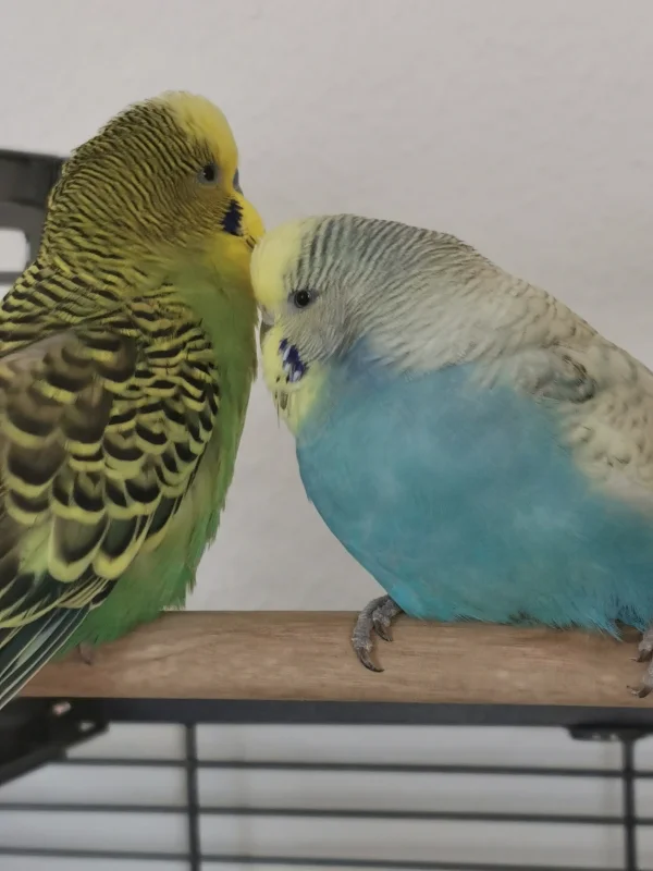 Wellensittich-Bild: unsere zwei verliebten =) täglich werden viele Stunden gekuschelt und gegenseitig gefüttert - Liebe ist so schön =)