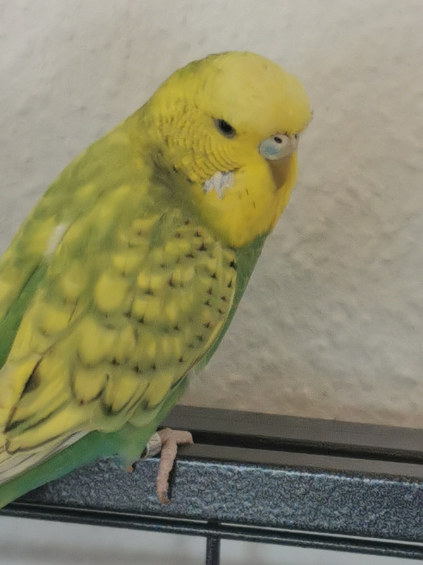PHPSESSID