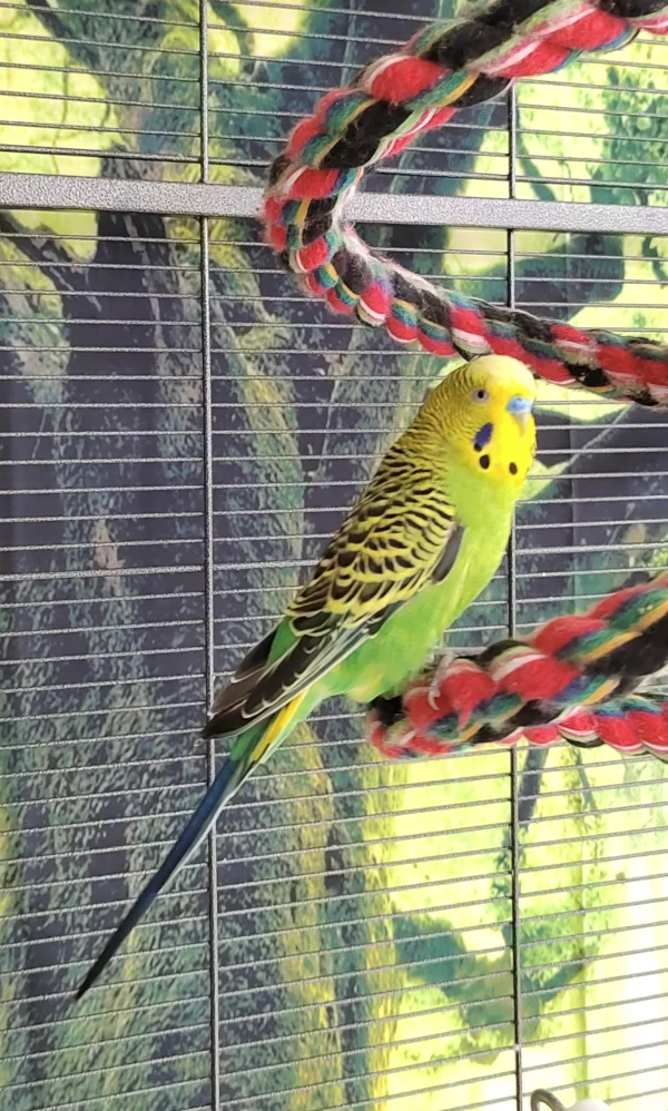 Wellensittich-Bild: Mein hübscher, kleiner Hahn :) 