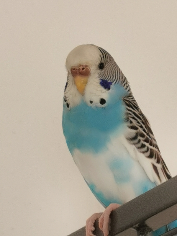 PHPSESSID