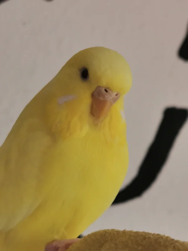 Wellensittich-Bild: Unsere Sunny ist wirklich unsere Sonne zu Hause - grade an grauen und tristen Tagen :) 